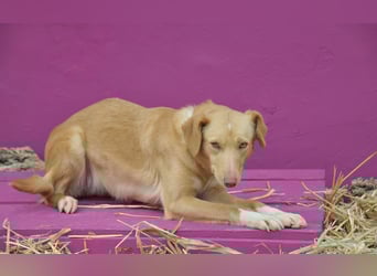 Schenkst du Polola ein Zuhause, in dem sie endlich ankommen darf?