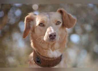 Schenkst du Polola ein Zuhause, in dem sie endlich ankommen darf?