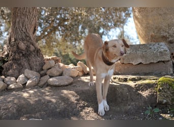 Schenkst du Polola ein Zuhause, in dem sie endlich ankommen darf?