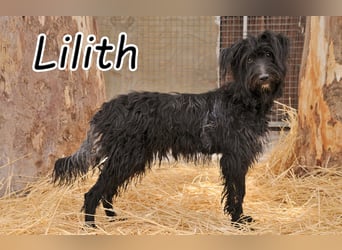 Wer schenkt Lilith die Chance, ihr Tierheim gegen ein liebevolles Zuhause zu tauschen?