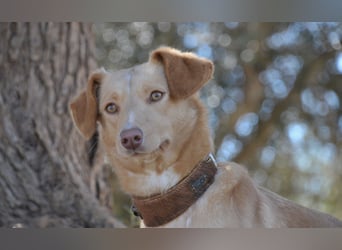 Schenkst du Polola ein Zuhause, in dem sie endlich ankommen darf?