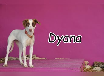 Schenkst du Dyana ein Leben voller Wärme?