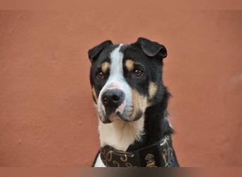 Zeigst du Sharif, dass seine Zukunft hell ist?