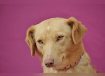 Schenkst du Polola ein Zuhause, in dem sie endlich ankommen darf?