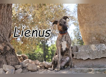 Willst du mit Lienus die Welt entdecken?