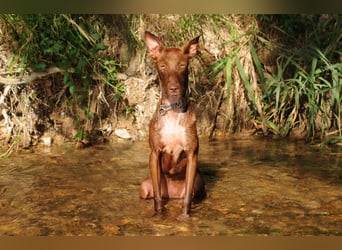 Darf Pocahontas mit dir in ein neues Leben starten?