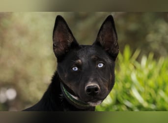 Schenkst du Hugi die Chance auf ein neues Leben voller Abenteuer?