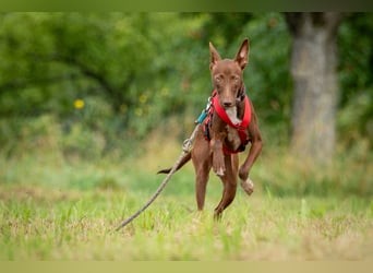 Darf Pocahontas mit dir in ein neues Leben starten?