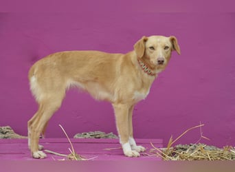 Schenkst du Polola ein Zuhause, in dem sie endlich ankommen darf?