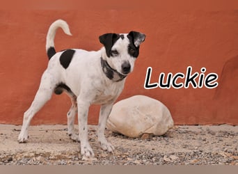 Schenkst du Luckie das Zuhause nach dem er sich so sehnt?