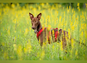 Darf Pocahontas mit dir in ein neues Leben starten?