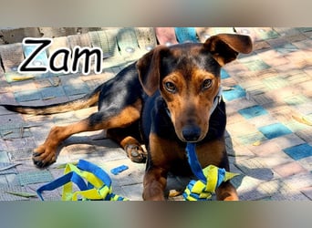 Gibst du Zam die Chance auf ein behütetes Leben?