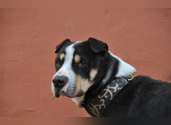 Zeigst du Sharif, dass seine Zukunft hell ist?