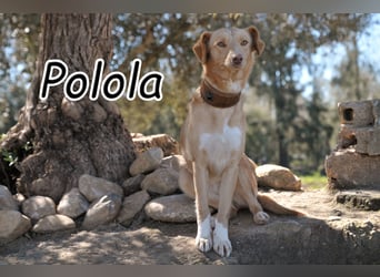 Schenkst du Polola ein Zuhause, in dem sie endlich ankommen darf?