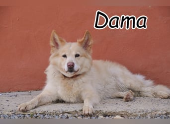 Wer zeigt Dama wie schön ein eigenes Zuhause sein kann?