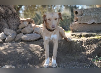 Schenkst du Polola ein Zuhause, in dem sie endlich ankommen darf?