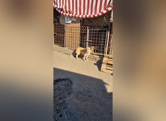 Donna sucht endlich ihr Körbchen