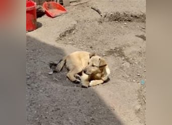 Donna sucht endlich ihr Körbchen