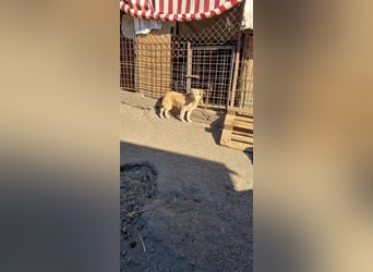 Donna sucht endlich ihr Körbchen