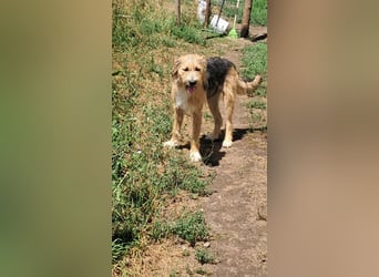 Zesar, freundlicher junger Mann sucht Zuhause!