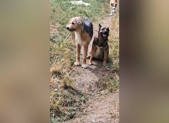 Zesar, freundlicher junger Mann sucht Zuhause!