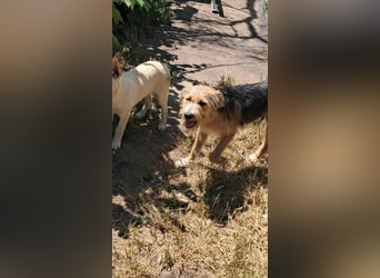 Zesar, freundlicher junger Mann sucht Zuhause!