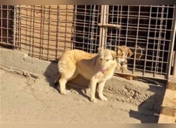 Donna sucht endlich ihr Körbchen