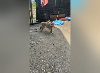 Donna sucht endlich ihr Körbchen