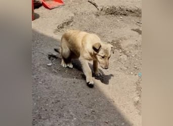 Donna sucht endlich ihr Körbchen