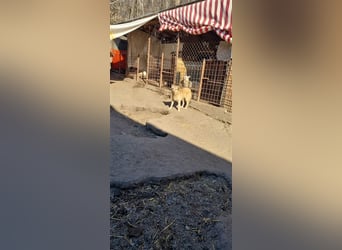 Donna sucht endlich ihr Körbchen