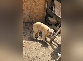 Donna sucht endlich ihr Körbchen