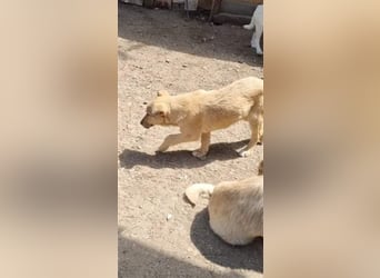 Donna sucht endlich ihr Körbchen