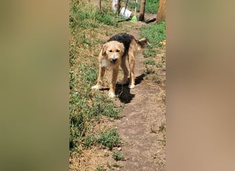 Zesar, freundlicher junger Mann sucht Zuhause!