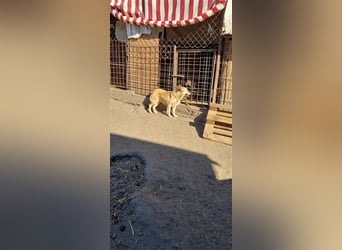 Donna sucht endlich ihr Körbchen