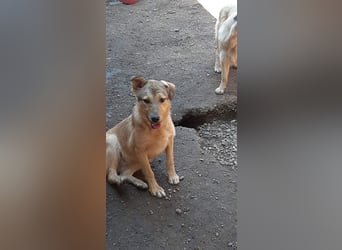 Donna sucht endlich ihr Körbchen