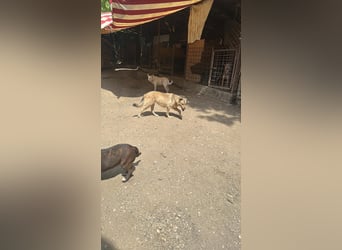 Donna sucht endlich ihr Körbchen