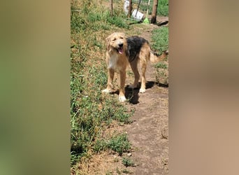 Zesar, freundlicher junger Mann sucht Zuhause!