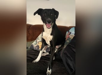 Joy, tolle junge Hündin