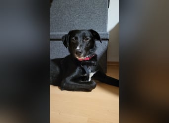 Jamie, schöner und absolut lieber Rüde