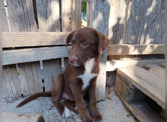 Tog, kleine Hündin, 5 Monate alt