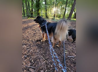 Bruno - kleiner Schmusebär sucht seine Familie