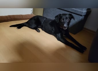 Jamie, schöner und absolut lieber Rüde