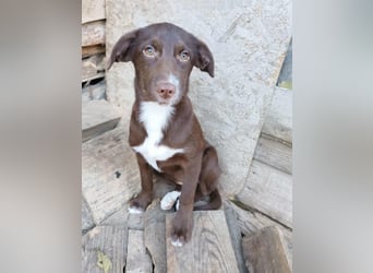 Tog, kleine Hündin, 5 Monate alt