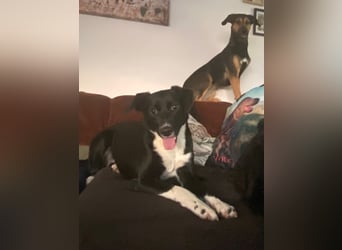 Joy, tolle junge Hündin