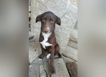 Tog, kleine Hündin, 5 Monate alt