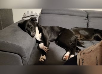 Joy, wunderbare Hündin