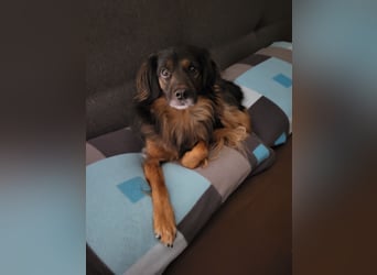 Bruno - kleiner Schmusebär sucht seine Familie