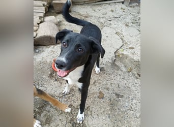 Joy, tolle junge Hündin