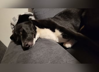 Joy, wunderbare Hündin