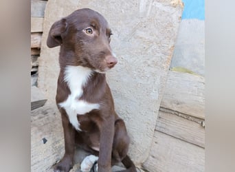 Tog, kleine Hündin, 5 Monate alt